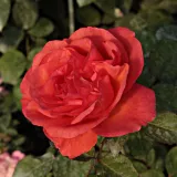 Oranžna - drevesne vrtnice - Rosa Jaipur™ - Vrtnica brez vonja