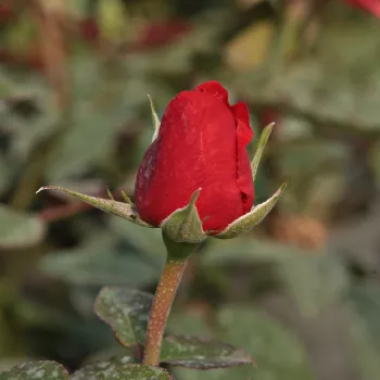 Rosa Jaipur™ - oranžová - stromkové růže - Stromkové růže, květy kvetou ve skupinkách