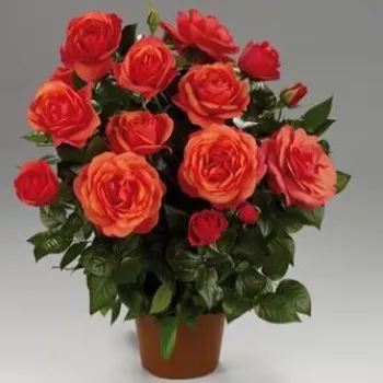 Naranja - árbol de rosas de flores en grupo - rosal de pie alto   (120-150 cm)