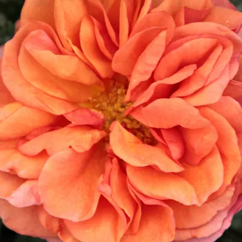 Růže online koupit v prodejně - oranžová - Mini růže - Jaipur™ - bez vůni