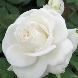 Fehér - teahibrid rózsa - Online rózsa vásárlás - Rosa Annapurna™ - intenzív illatú rózsa - orgona aromájú