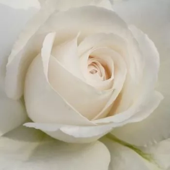 Rózsa rendelés online - fehér - teahibrid rózsa - Annapurna™ - intenzív illatú rózsa - orgona aromájú - (60-80 cm)