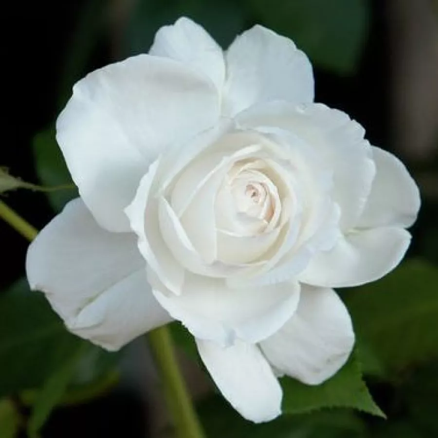 Alb - Trandafiri - Annapurna™ - Trandafiri online