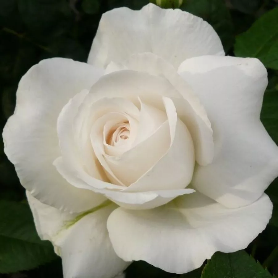 DORblan - Róża - Annapurna™ - Szkółka Róż Rozaria