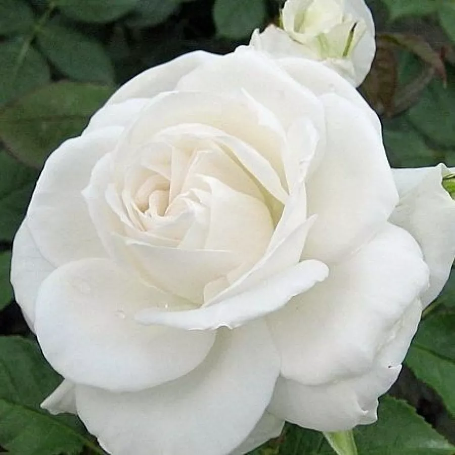 Biały - Róża - Annapurna™ - 