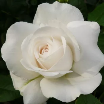Biały  - róża pienna - Róże pienne - z kwiatami hybrydowo herbacianymi