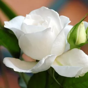 Rosa Annapurna™ - bela - Vrtnica čajevka