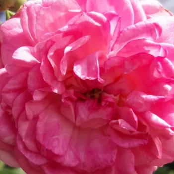 Online rózsa vásárlás - rózsaszín - climber, futó rózsa - Jasmina ® - diszkrét illatú rózsa - alma aromájú - (200-300 cm)