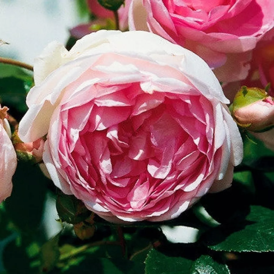Ruža puzavica - Ruža - Jasmina ® - Narudžba ruža