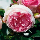 Ruža puzavica - ružičasta - diskretni miris ruže - Rosa Jasmina ® - Narudžba ruža