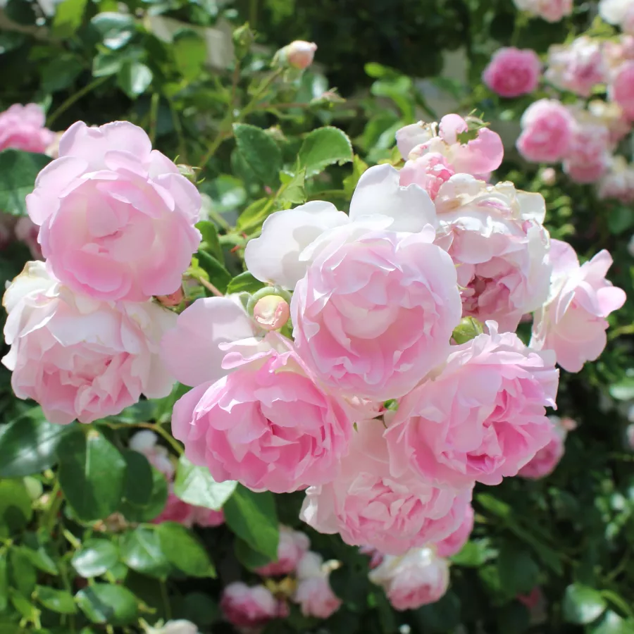 Roz - Trandafiri - Jasmina ® - Trandafiri online