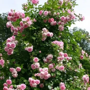 Rosa con tonos morado - rosales trepadores - rosa de fragancia discreta - manzana
