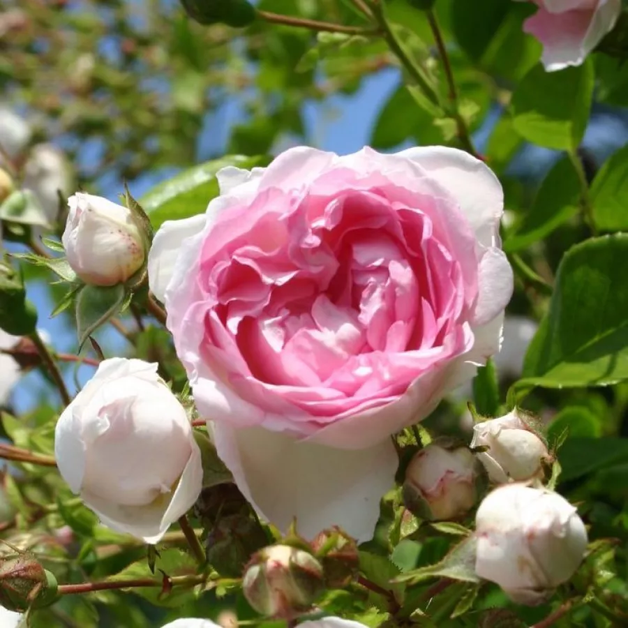 Róża pienna - Róże pienne - z kwiatami róży angielskiej - Róża - Jasmina ® - 