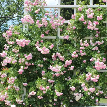 Rózsaszín - lila árnyalat - angolrózsa virágú- magastörzsű rózsafa  - diszkrét illatú rózsa - alma aromájú