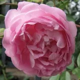 Climber, popínavá ruža - mierna vôňa ruží - aróma jabĺk - ružová - Rosa Jasmina ®