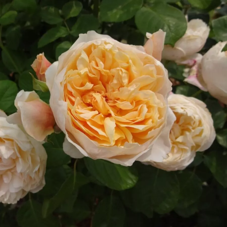 Giallo - Rosa - Jayne Austin - Produzione e vendita on line di rose da giardino