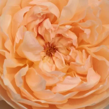 Narudžba ruža - Engleska ruža - žuta boja - intenzivan miris ruže - Jayne Austin - (90-215 cm)