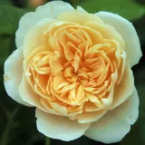 žuta boja - ruže stablašice - Rosa Jayne Austin - intenzivan miris ruže
