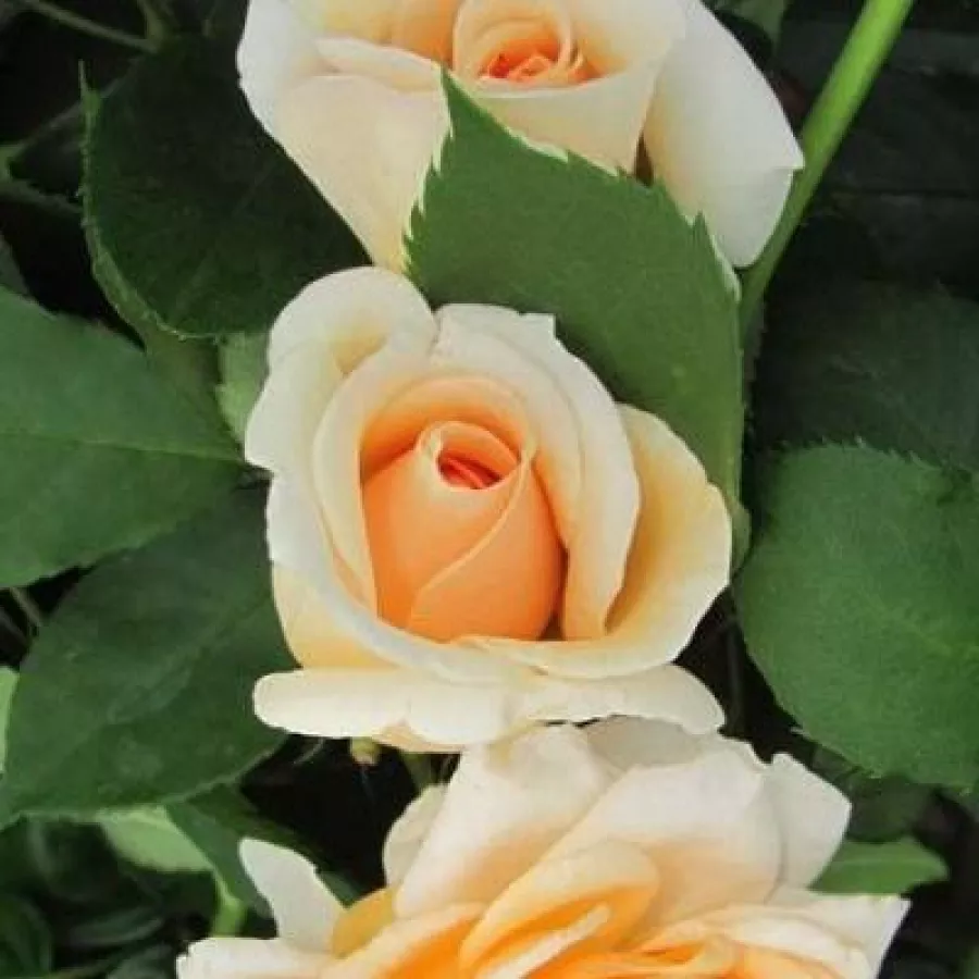 Rosier aux fleurs anglaises - rosier à haute tige - Rosier - Jayne Austin - 