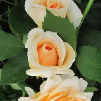 Rosa Jayne Austin - żółty - róża pienna - Róże pienne - z kwiatami róży angielskiej