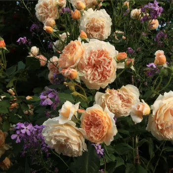 Žlutá - stromkové růže - Stromkové růže s květy anglických růží