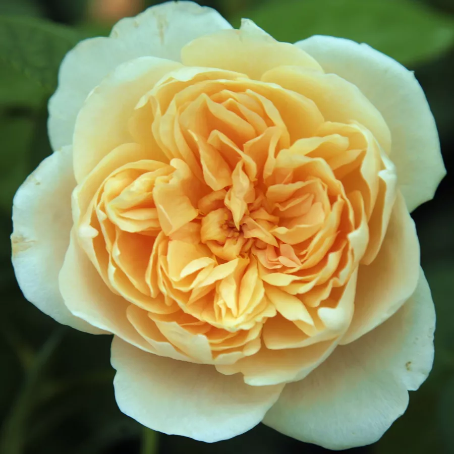 Trandafir cu parfum intens - Trandafiri - Jayne Austin - comanda trandafiri online