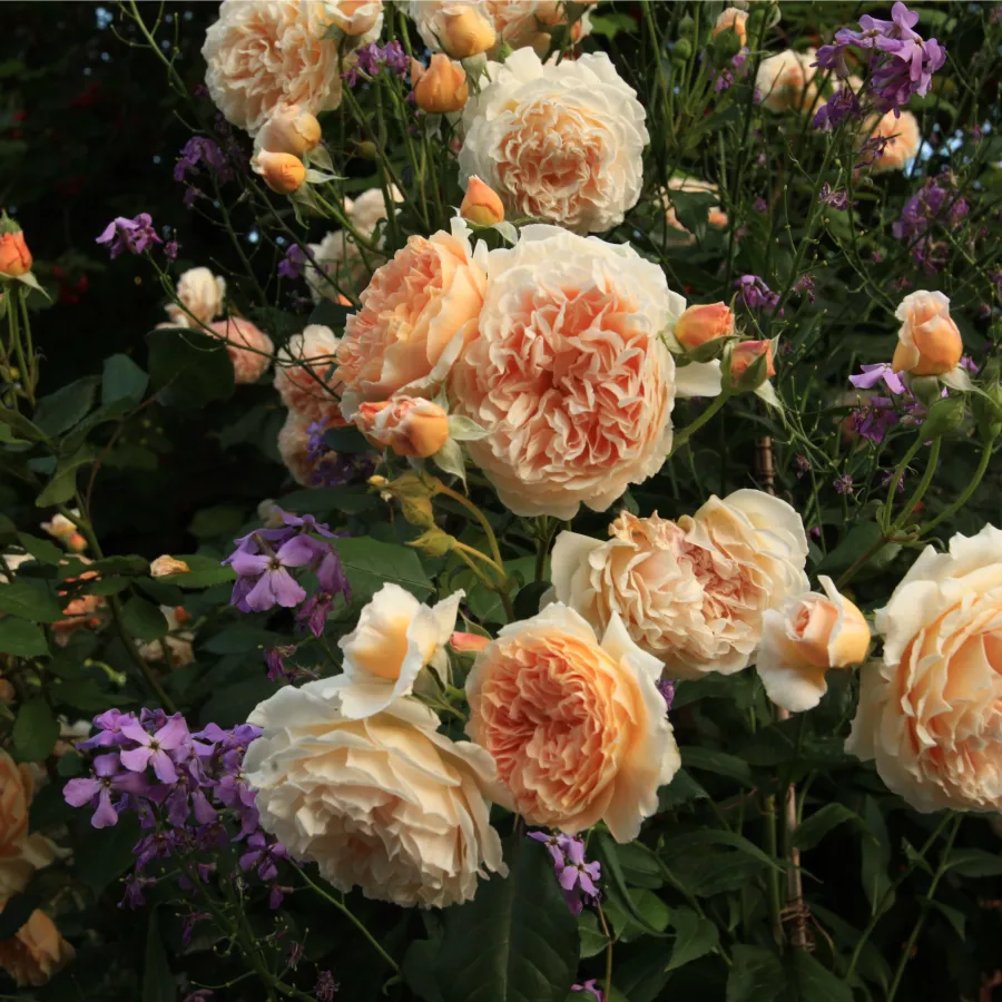 Plină, densă - Trandafiri - Jayne Austin - comanda trandafiri online
