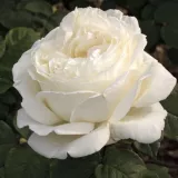 Fehér - teahibrid rózsa - Online rózsa vásárlás - Rosa Jeanne Moreau® - intenzív illatú rózsa - alma aromájú