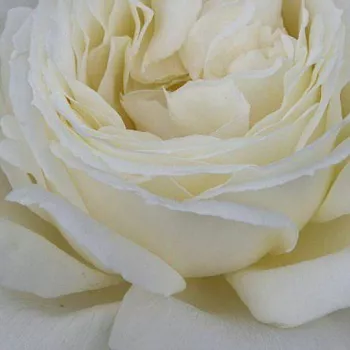 Online rózsa vásárlás - fehér - teahibrid rózsa - Jeanne Moreau® - intenzív illatú rózsa - alma aromájú - (80-90 cm)