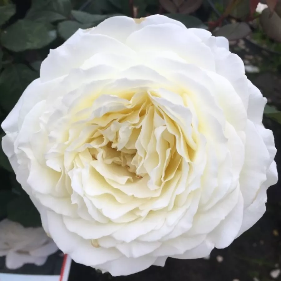 Rose Ibridi di Tea - Rosa - Jeanne Moreau® - Produzione e vendita on line di rose da giardino