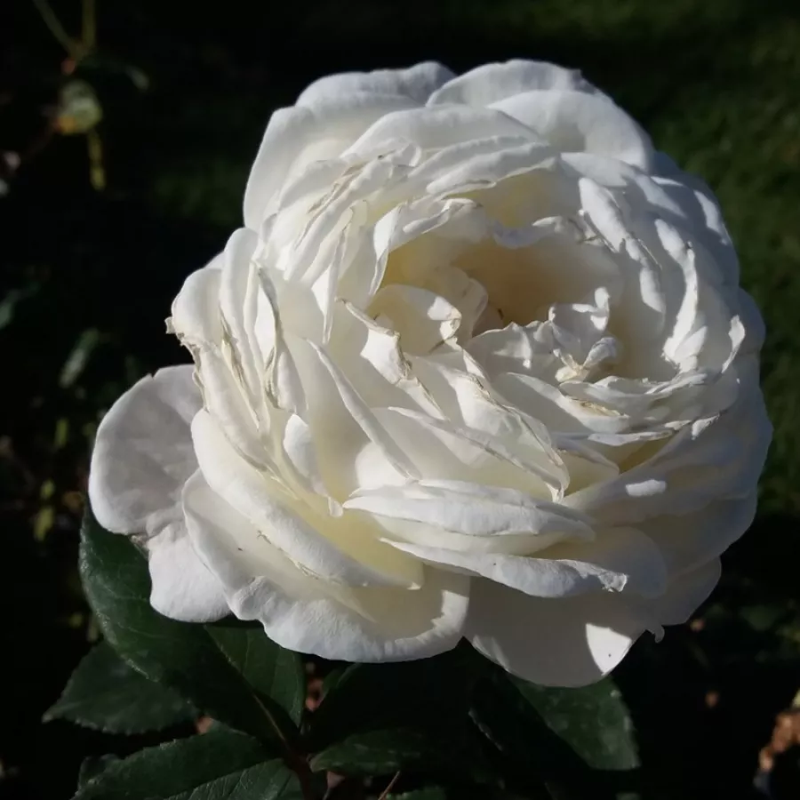 Biały - Róża - Jeanne Moreau® - Szkółka Róż Rozaria