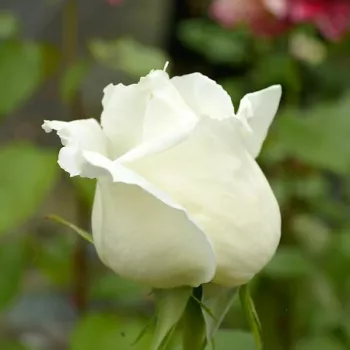 Rosa Jeanne Moreau® - biały - róża wielkokwiatowa - Hybrid Tea