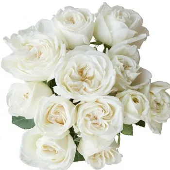 Biały - róża wielkokwiatowa - Hybrid Tea   (80-90 cm)