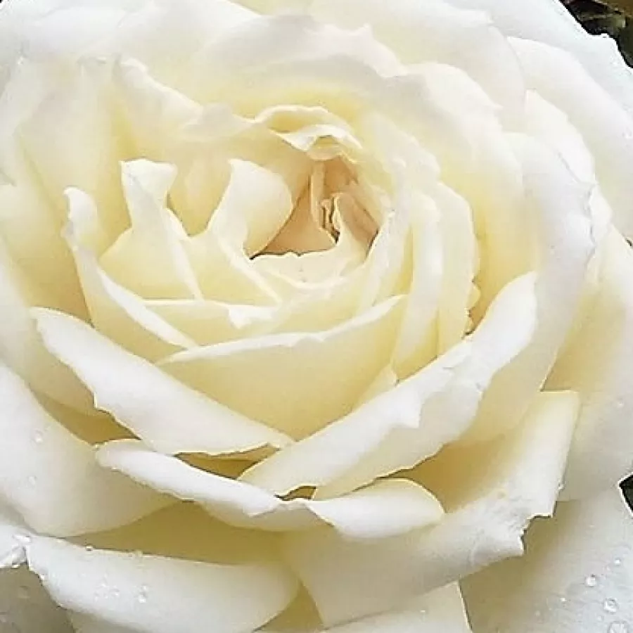 Hybrid Tea - Ruža - Jeanne Moreau® - Narudžba ruža