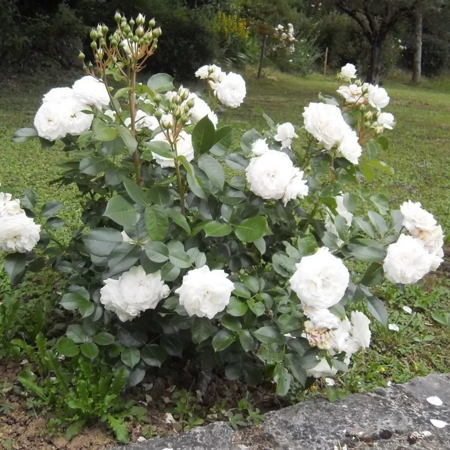 120-150 cm - Róża - Jeanne Moreau® - 