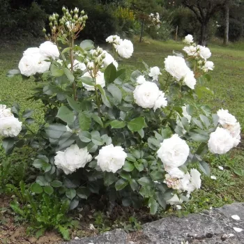 Biały - róża pienna - Róże pienne - z kwiatami hybrydowo herbacianymi