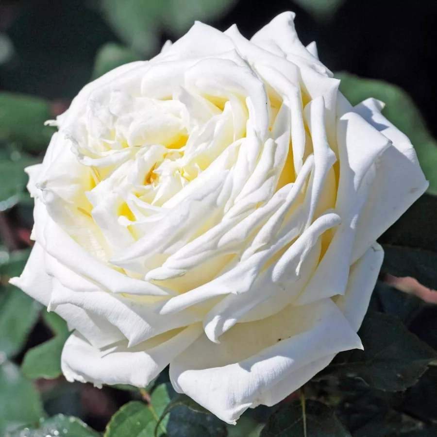 Trandafiri hibrizi Tea - Trandafiri - Jeanne Moreau® - comanda trandafiri online