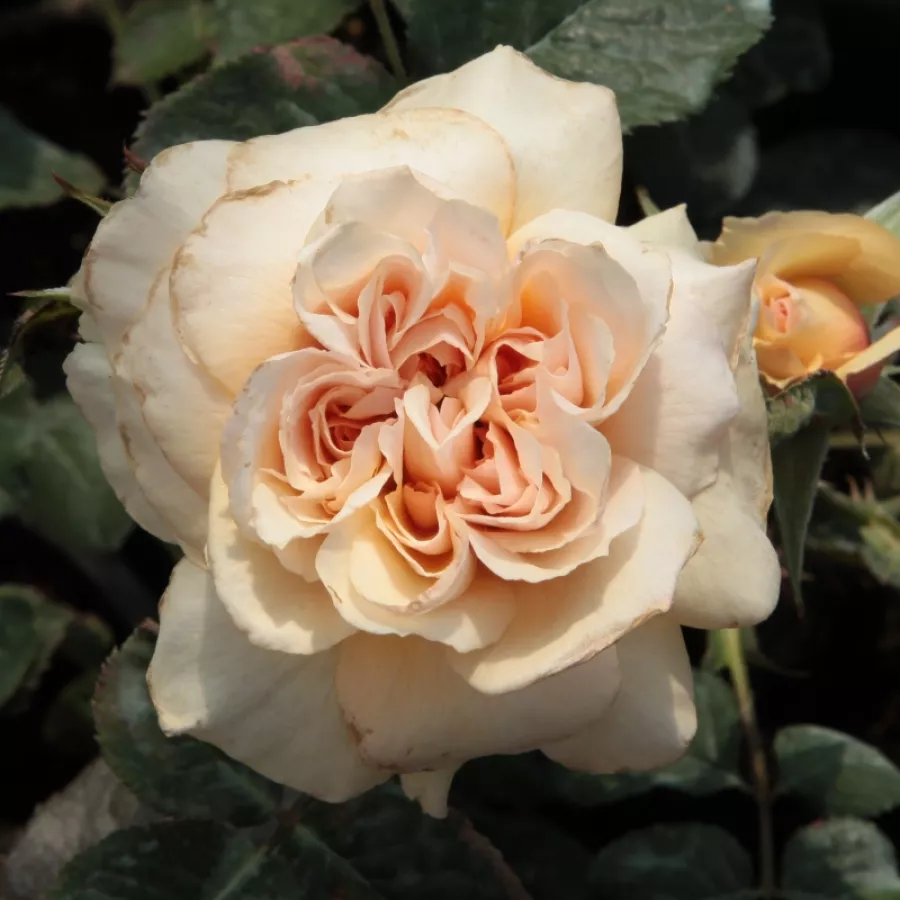 Róże rabatowe grandiflora - floribunda - Róża - Jelena™ - Szkółka Róż Rozaria