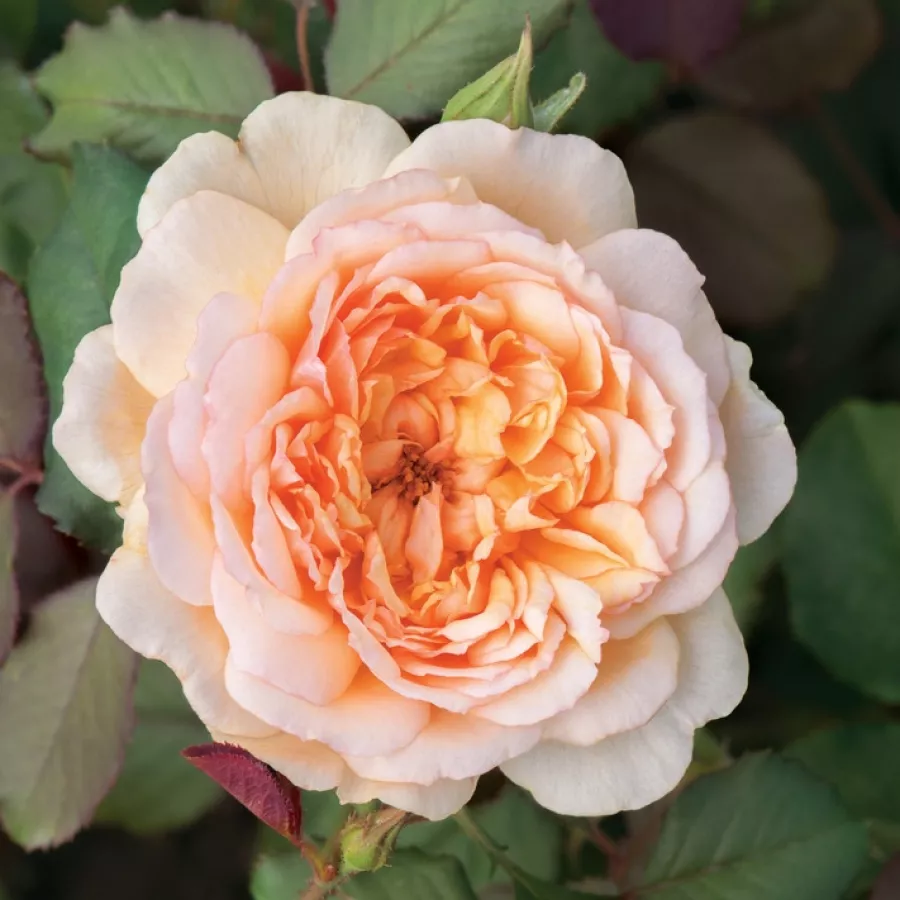 Arancia - Rosa - Jelena™ - Produzione e vendita on line di rose da giardino