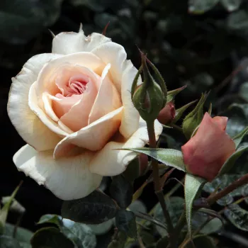 Rosa Jelena™ - oranžna - Vrtnice Floribunda