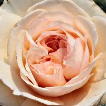 Spletna trgovina vrtnice - Vrtnice Floribunda - oranžna - Vrtnica intenzivnega vonja - Jelena™ - (50-60 cm)