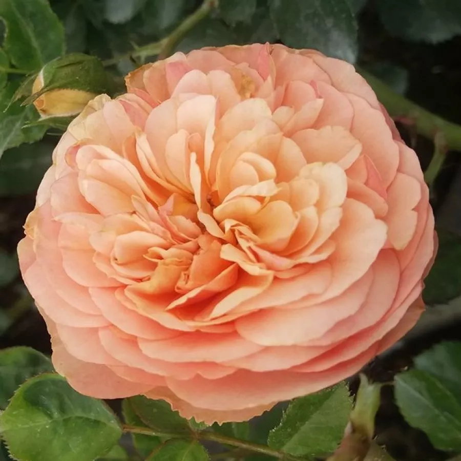 PhenoGeno Roses - Rosa - Jelena™ - rosal de pie alto