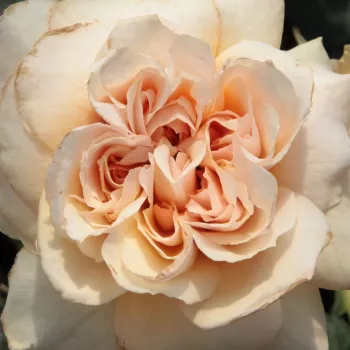 Ruže - eshop  - oranžový - stromčekové ruže - Stromkové ruže, kvety kvitnú v skupinkách - Jelena™ - intenzívna vôňa ruží - pižmo