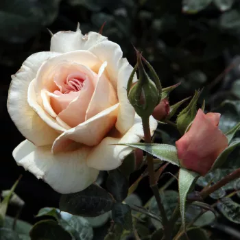 JELENA™ – pfirsichfarbene Beet-Strauchrose - Tanjga