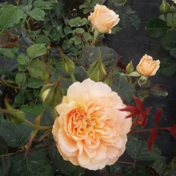 Warme, hellgelbe Grundfarbe mit feiner pfirsichfarbener Innenfärbung. - beet-buschrose - sehr stark duftende, schon aus der ferne wahrnehmbare rose - fruchtig, pfirsichig
