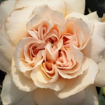 Der rosen-webshop. - aprikosenfarben - sehr stark duftende, schon aus der ferne wahrnehmbare rose - Jelena™ - beet-buschrose - (50-70 cm)