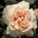 Záhonová ruža - floribunda - oranžový - Rosa Jelena™ - intenzívna vôňa ruží - pižmo