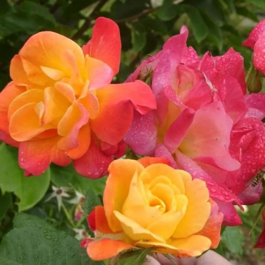 Pomarańczowy - Róża - Joseph's Coat - Szkółka Róż Rozaria