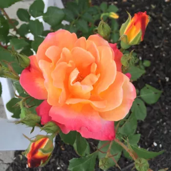 Rosa Joseph's Coat - oranžna - Vrtnica plezalka - Climber