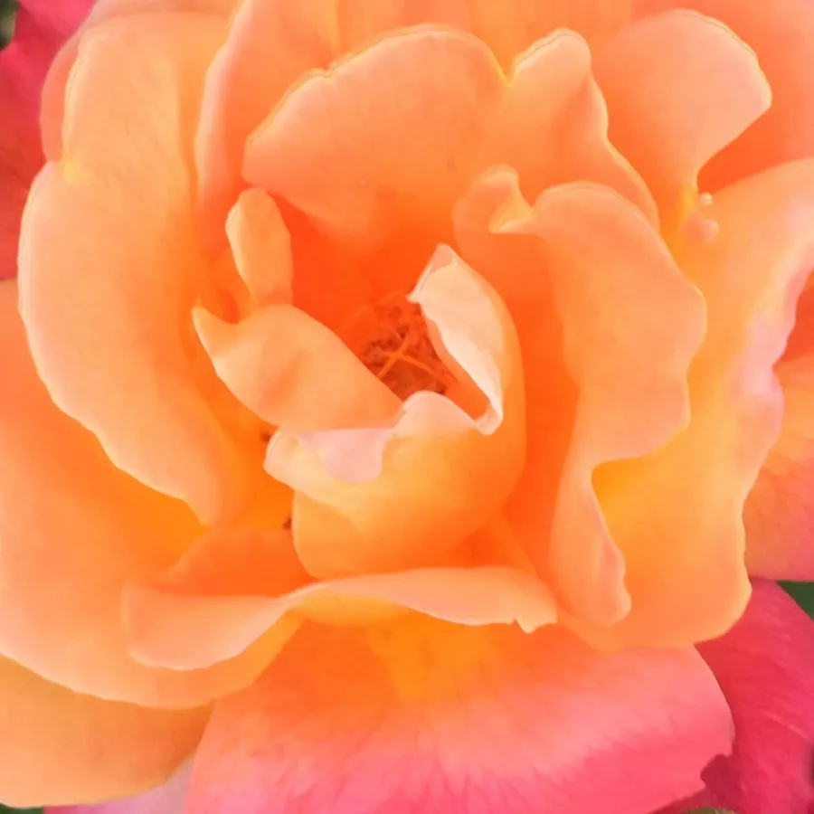 Climber - Rosa - Joseph's Coat - Produzione e vendita on line di rose da giardino